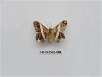 藏品(尺蛾65)的圖片